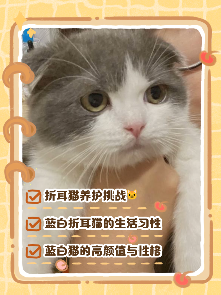 蓝白猫怎么看品相